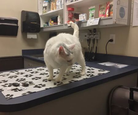 Piper Glen Animal Hospital
