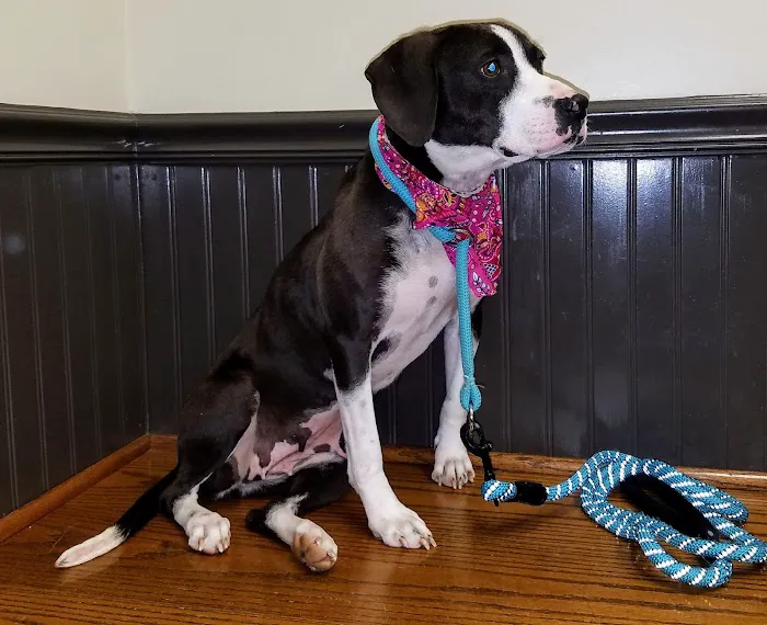 Piper Glen Animal Hospital Picture 6