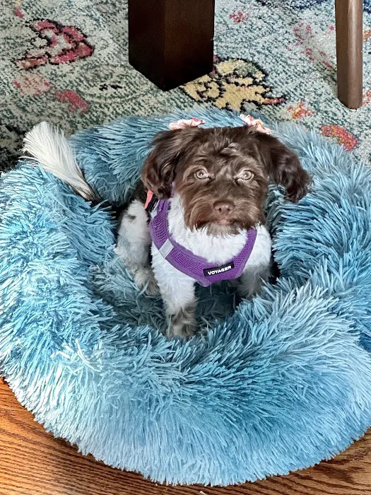 Piper Glen Animal Hospital Picture 7