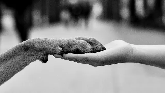 Piper Glen Animal Hospital Picture 9