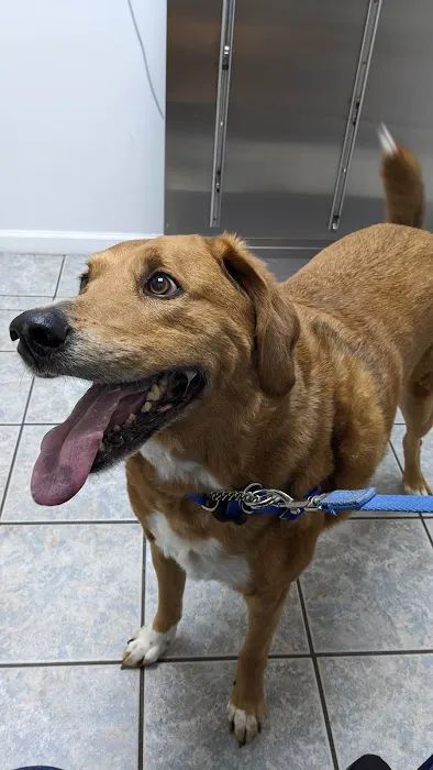 Curtsinger Animal Hospital Picture 2