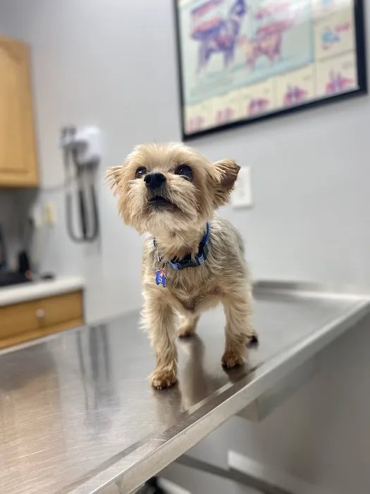 Curtsinger Animal Hospital Picture 5