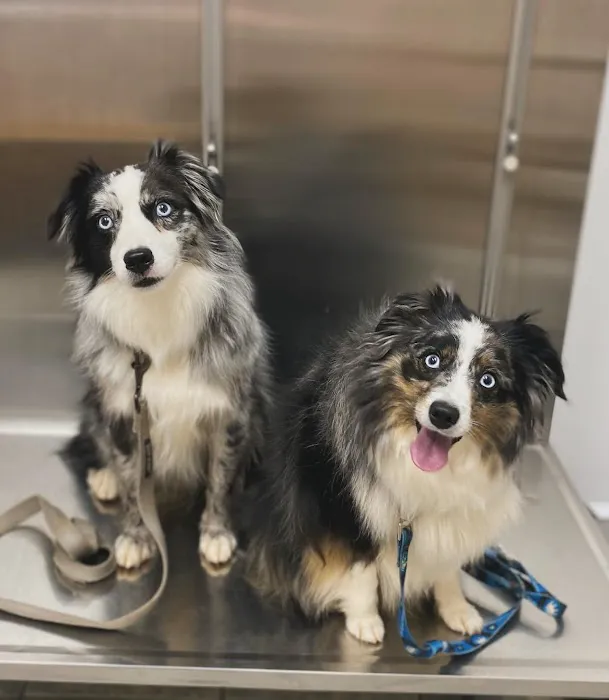 Curtsinger Animal Hospital Picture 4