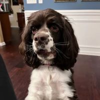 Curtsinger Animal Hospital ico