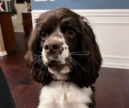 Curtsinger Animal Hospital