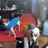 Providence Animal Hospital ico