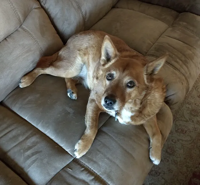Providence Animal Hospital Picture 8