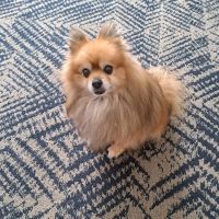 Points East Veterinary Emergency Hospital of Fayetteville ico