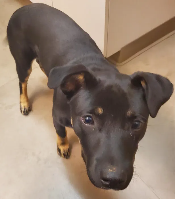 Dogwood Animal Hospital Picture 5