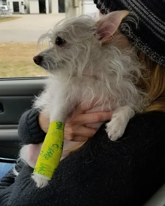 Dogwood Animal Hospital Picture 1