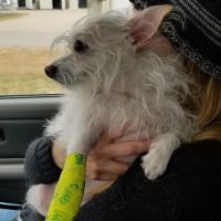 Dogwood Animal Hospital ico