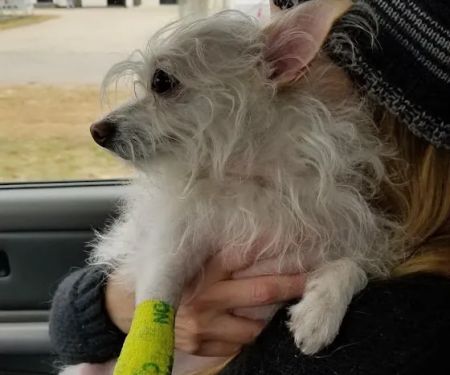 Dogwood Animal Hospital