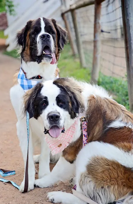 Ambassador Animal Hospital Picture 2