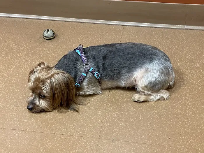 Ambassador Animal Hospital Picture 6