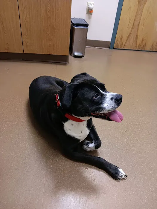 Ambassador Animal Hospital Picture 5