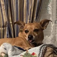 Ambassador Animal Hospital ico