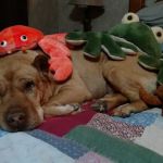 Ambassador Animal Hospital: Grimes Melissa DVM