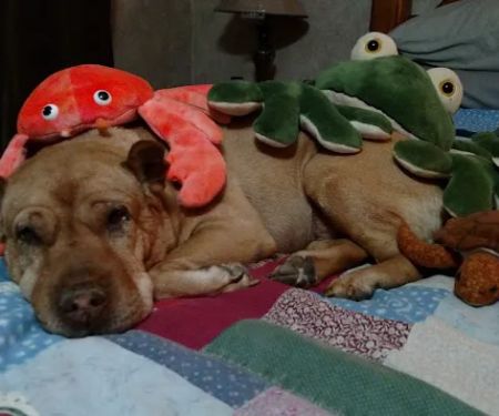 Ambassador Animal Hospital: Grimes Melissa DVM