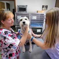 Cumberland Animal Hospital Fayetteville ico