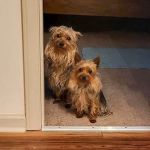 Reilly Road Animal Hospital