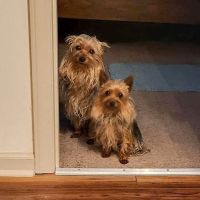 Reilly Road Animal Hospital ico