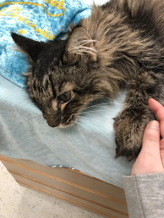 Cliffdale Animal Hospital Picture 3