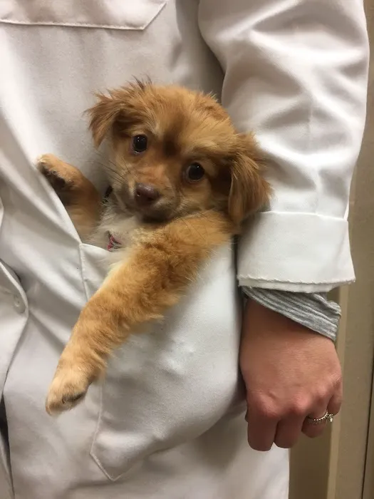 Maple Tree Veterinary Hospital and Dog Camp Picture 4