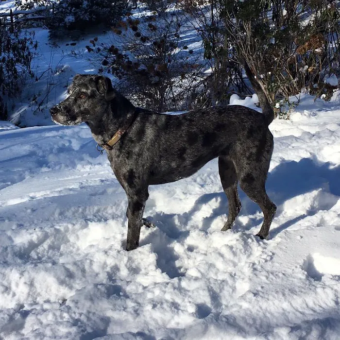 Maple Tree Veterinary Hospital and Dog Camp Picture 9