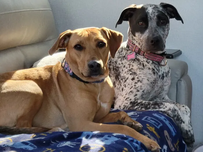 Maple Tree Veterinary Hospital and Dog Camp Picture 7