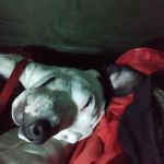 Animal Hospital of Waynesville: Harrington Joel DVM