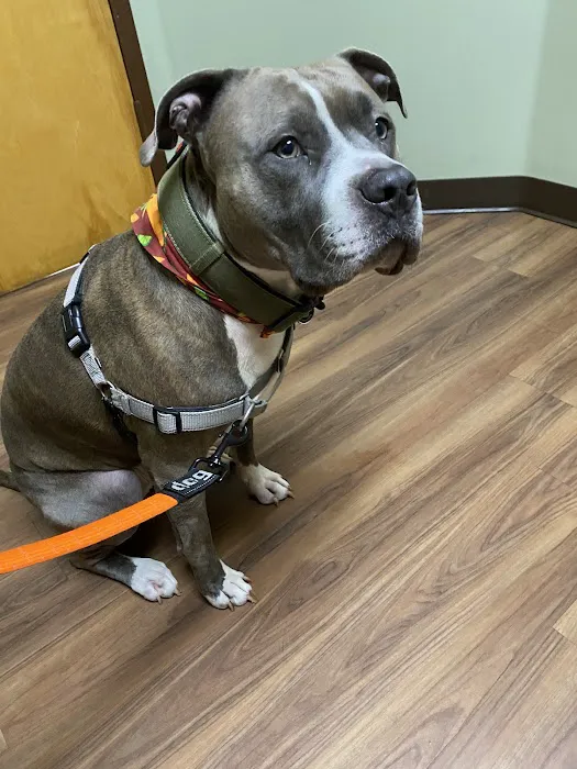 Animal Hospital of Waynesville Picture 2