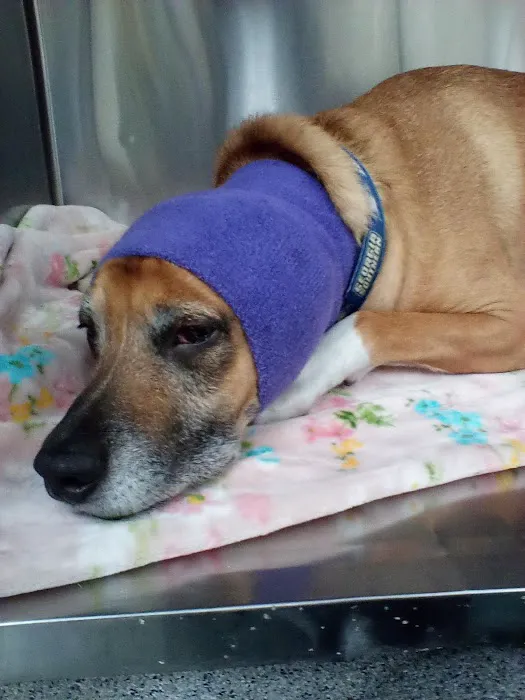 Animal Hospital of Waynesville Picture 9
