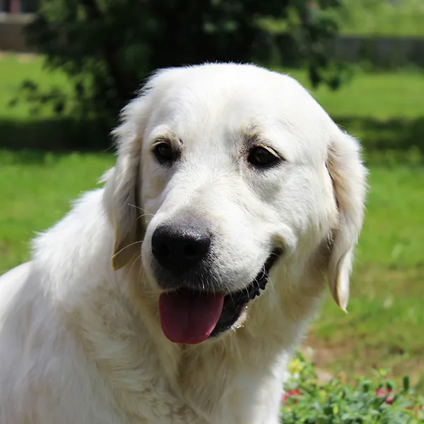 Balsam Animal Hospital Picture 1