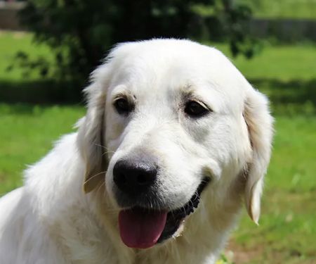 Balsam Animal Hospital