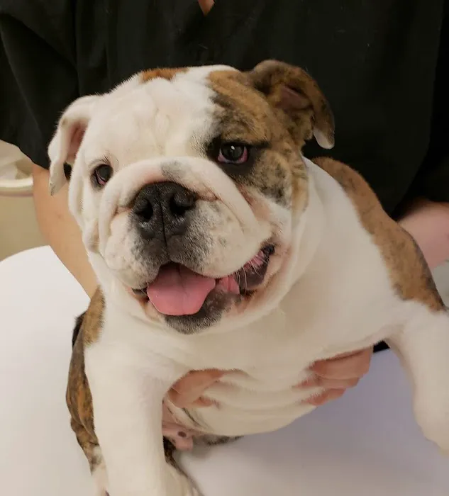 Balsam Animal Hospital Picture 9