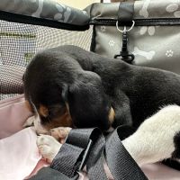 MedVet Asheville ico