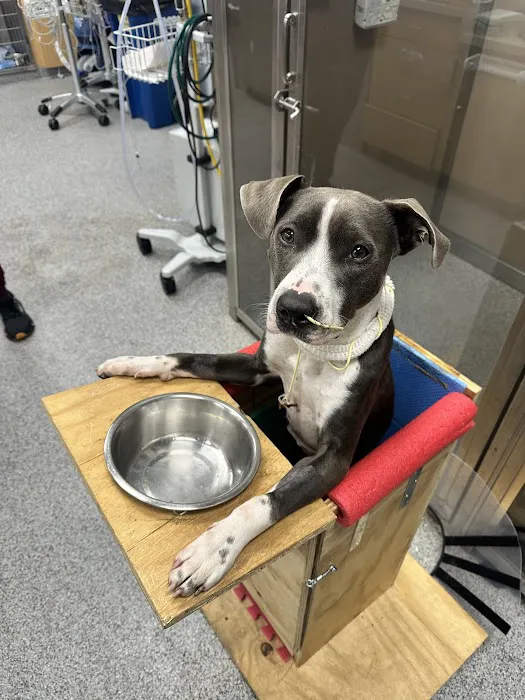MedVet Asheville Picture 10