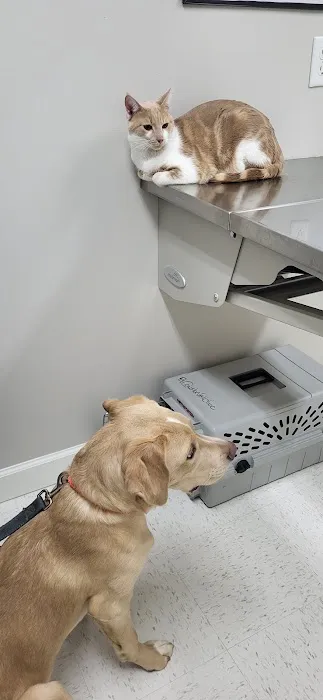 Candler Veterinary Clinic Picture 9