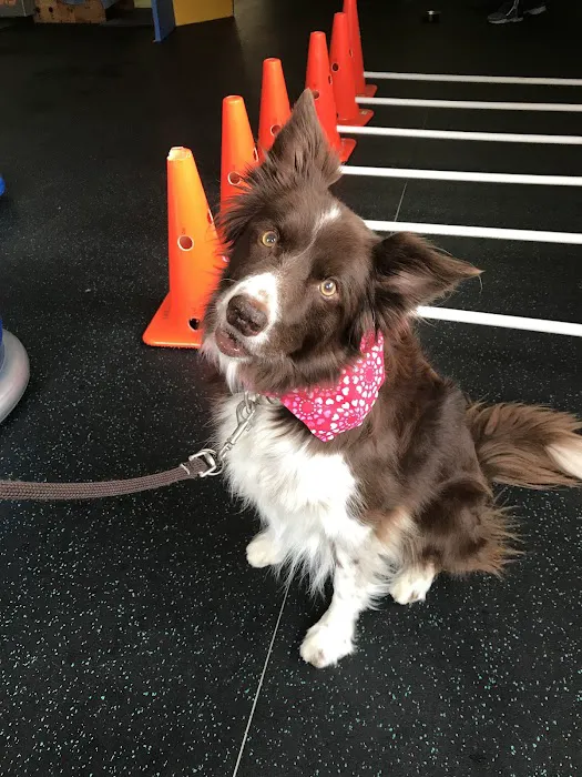 WagHab: Asheville Dog Exercise and Aquatic Gym Picture 6