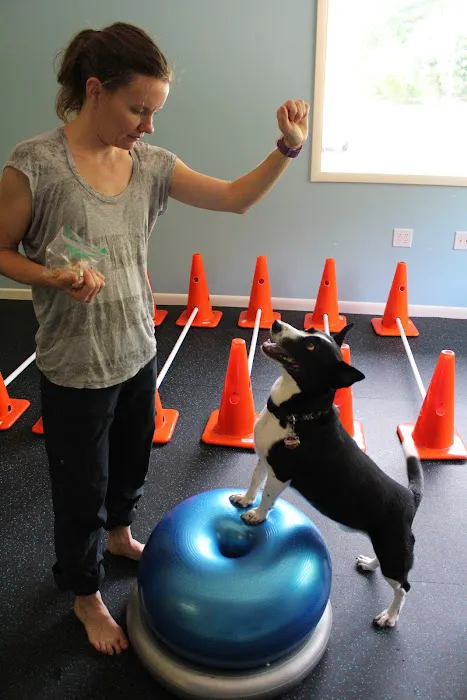 WagHab: Asheville Dog Exercise and Aquatic Gym Picture 3