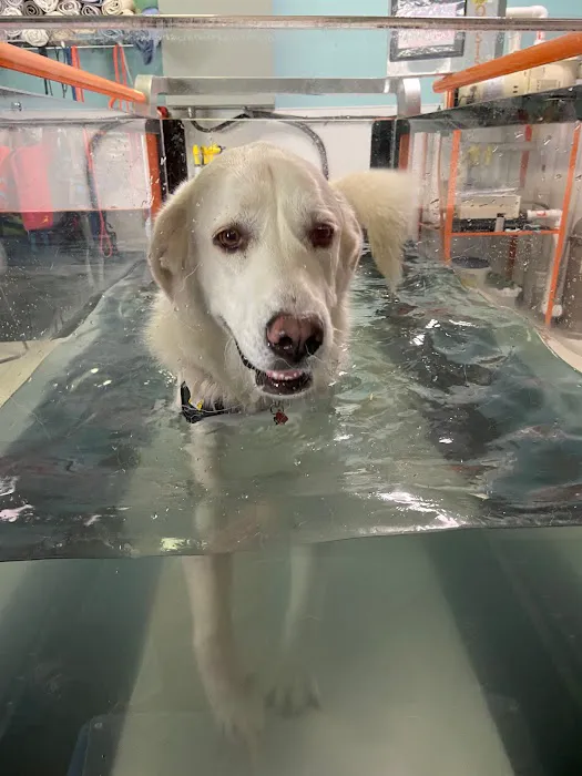 WagHab: Asheville Dog Exercise and Aquatic Gym Picture 5