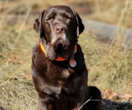 WagHab: Asheville Dog Exercise and Aquatic Gym