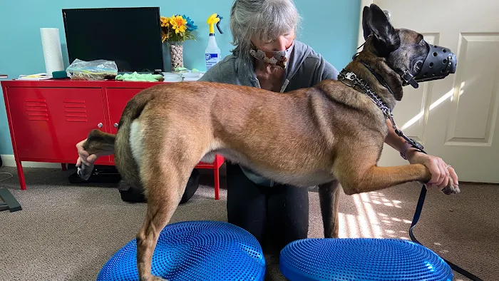 WagHab: Asheville Dog Exercise and Aquatic Gym Picture 7