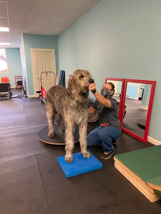 WagHab: Asheville Dog Exercise and Aquatic Gym Picture 2