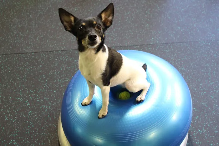 WagHab: Asheville Dog Exercise and Aquatic Gym Picture 9