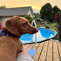 Pet-Vac Animal Hospital ico