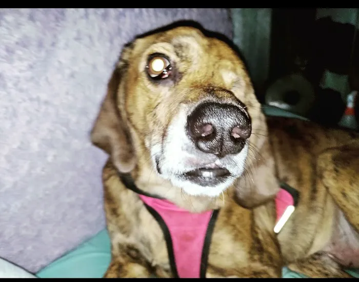 Pet-Vac Animal Hospital Picture 9