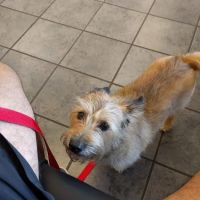 Westside Veterinary Clinic ico