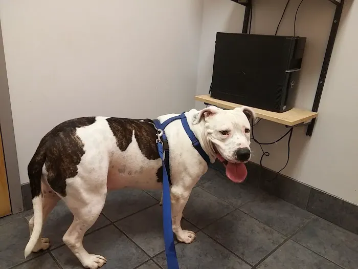 Westside Veterinary Clinic Picture 9