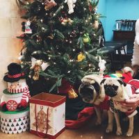 VCA Blue Ridge Animal Hospital ico